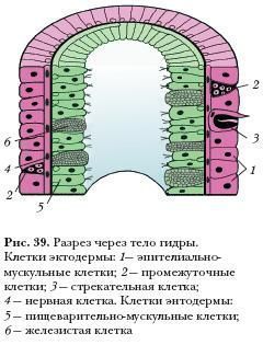 Кракен рабочая ссылка на сайт