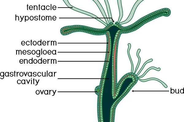 Kraken ссылка onion 2kmp
